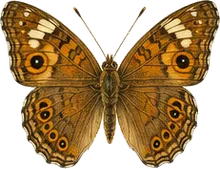 Tawny Emperor