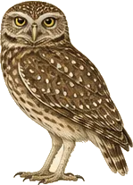 Burrowing Owl