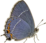 Great Purple Hairstreak