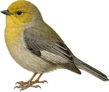 Verdin