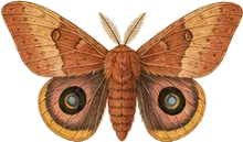 Io Moth