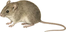 Southern Pygmy Mouse