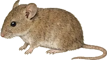 Northern Pygmy Mouse