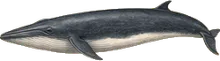 Minke Whale