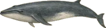 Bryde's Whale