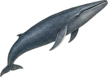 Blue Whale