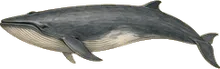 Omura's Whale