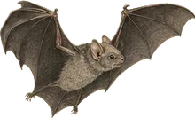 Gray Sac-winged Bat