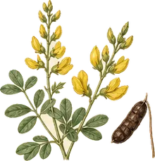 Yellow Wild Indigo