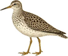 Upland Sandpiper