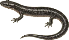 Black-bellied Slender Salamander