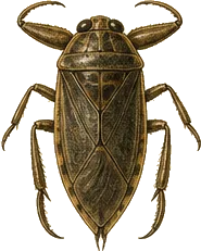 Giant Water Bug