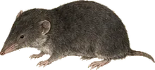 Elliot's Short-tailed Shrew