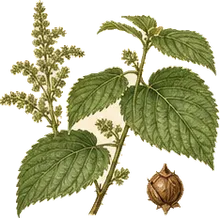Small-spike False Nettle