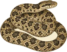 Trans-Pecos Rat Snake