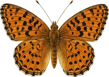 Meadow Fritillary