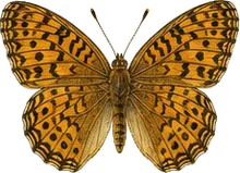 Arctic Fritillary