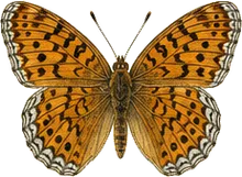 Silver-bordered Fritillary