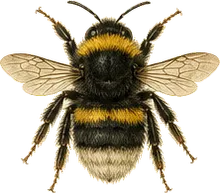 Black-and-gold Bumble Bee