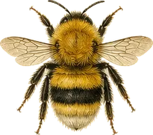 Golden Northern Bumble Bee
