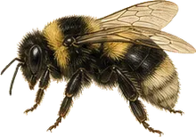 Common Eastern Bumble Bee