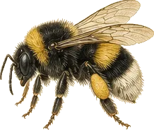 Western Bumble Bee