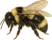 American Bumblebee