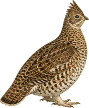 Ruffed Grouse