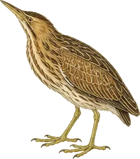 American Bittern