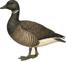 Brant