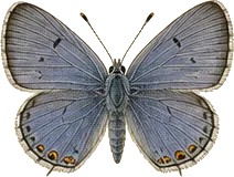 Western Pygmy Blue
