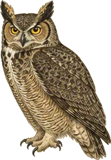 Great Horned Owl