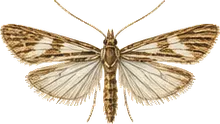 Birch Skeletonizer Moth