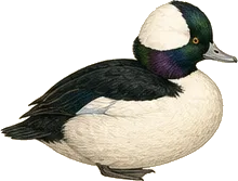 Bufflehead
