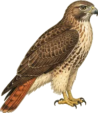 Red-tailed Hawk
