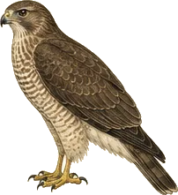 Broad-winged Hawk