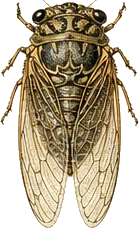 Cactus Dodger Cicada