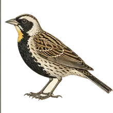 Smith's Longspur