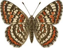 Northern Metalmark
