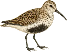 Dunlin