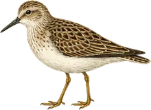 Baird's Sandpiper