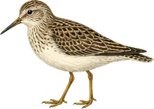 Pectoral Sandpiper