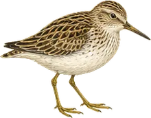 Least Sandpiper