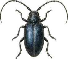 Velvet Longhorn Beetle