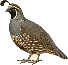 California Quail