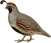 Gambel's Quail