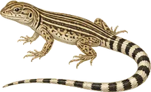 Zebra-tailed Lizard