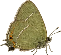 Brown Elfin