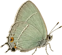 Eastern Pine Elfin
