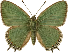 Green Hairstreak